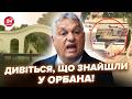 🤯Злили СКАНДАЛЬНИЙ МАЄТОК Орбана! Янукович ПОЗАЗДРИТЬ: гляньте на КАДРИ. Власний ЗООПАРК і не тільки