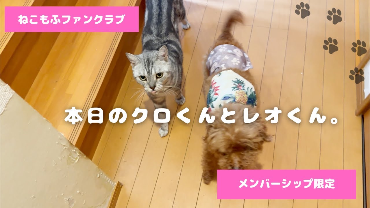 ☆レオ君☆ YouTube
