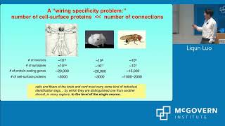2026 Scolnick Prize in Neuroscience Lecture with Liqun Luo