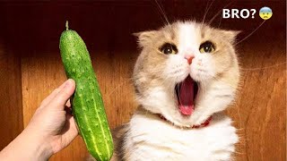 Funny Animal Videos 2022 - Funniest Cats And Dogs Videos by Wow Animals 9,014 views 1 year ago 9 minutes, 8 seconds