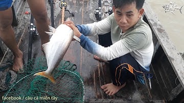 CÂU CÁ BÔNG LAU MÙA GIÓ CHƯỚNG ( FULL HD ) | HUYNH KHOA FISHING
