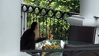 Capuchin Monkey steals fruit from balcony