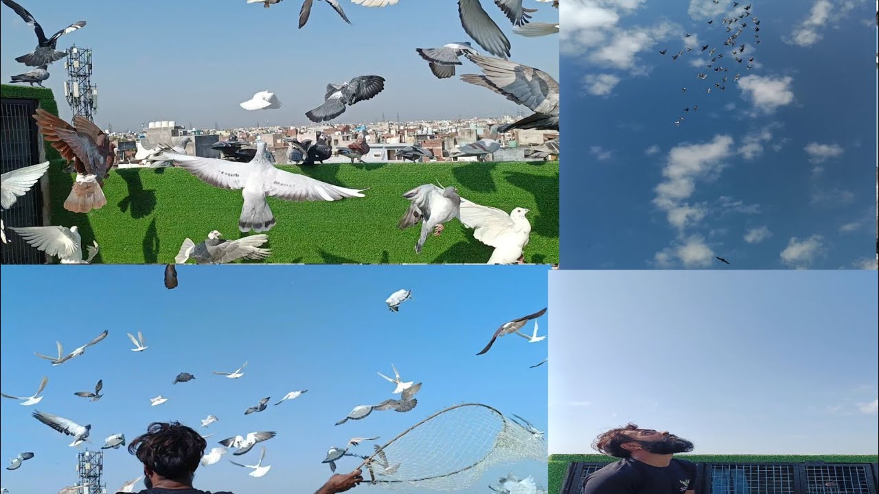 Khade kar diye kabutar 😱#pigeon #new #video 