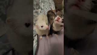 Tiny Ferret Tongues