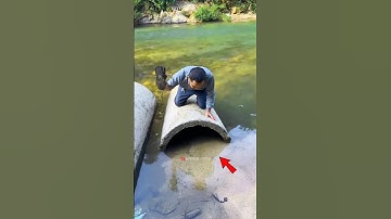 How to catch Turtles in smart way? #facts #shortvideo #shorts