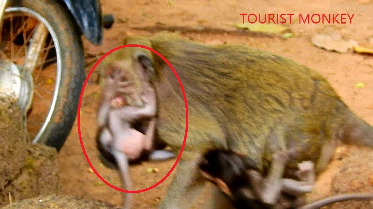 Popeye protect Polino from kidnapper, pity baby Polino Why Dolly always drag baby Polino