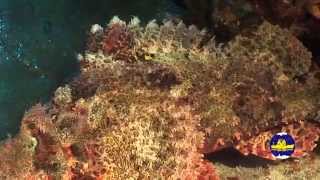 Red Sea Underwater, Part1 . Красное Море Подводный Мир,  Часть 1