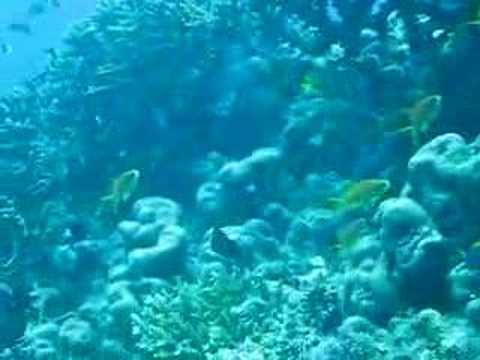 Coral Reef on the Great Barrier Reef