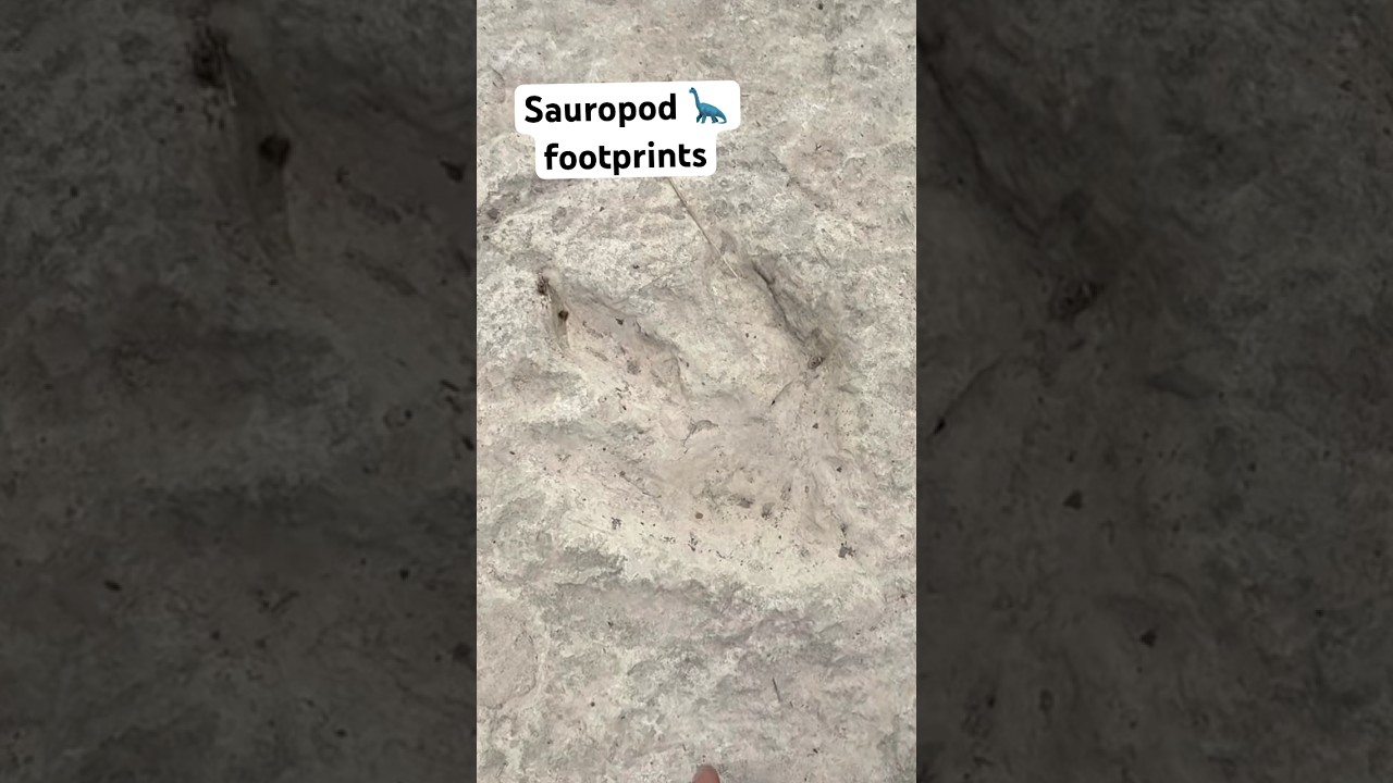 How to find Dinosaur Tracks near 