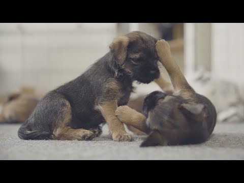 Video: Pint-Size Puppy Saved From Fire Nyt Koulutus on Arson Detection Dog