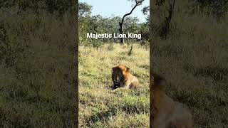 Majestic Lion taking a rest #reel #wildlife #safari #reels #lions