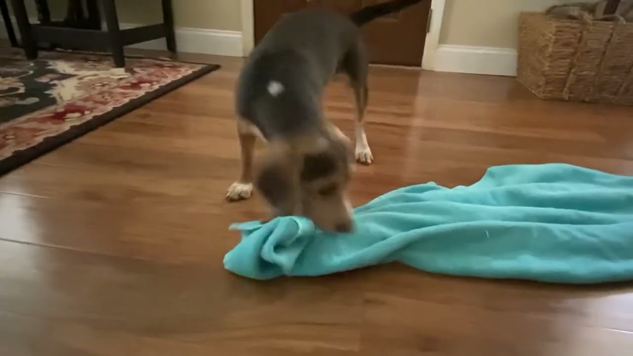 When beagle gets hungry