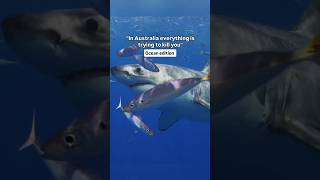 Misconception Of Australia Part2