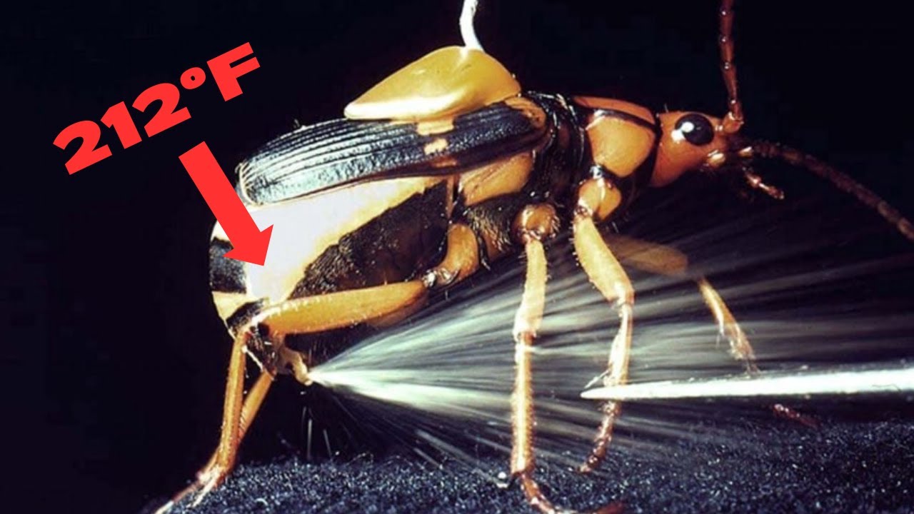 The Strangest Animal Defenses