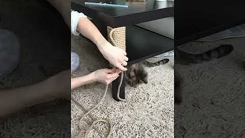 Когтеточка для кота из джутовой верёвки #shorts
