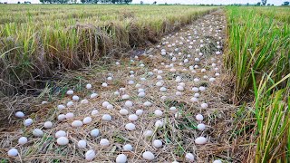 Wow amazing! Pick a lot of eggs ducks at rice field after harvest rice by a farmer