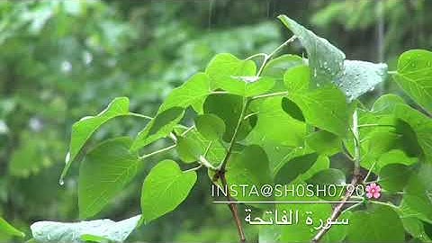 سورة الفاتحة بصوت شجي