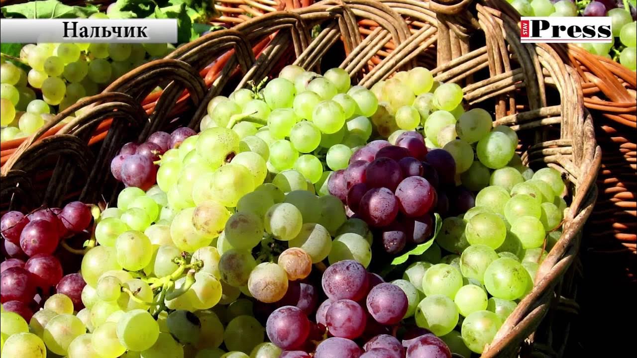 Шато Эркен виноградники