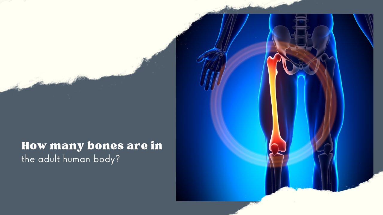 How many bones are in the adult human body? - YouTube