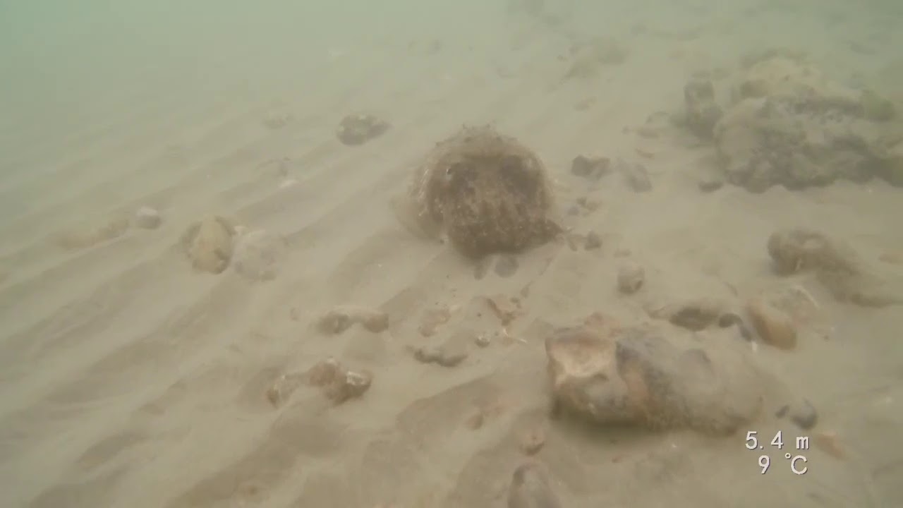 Widewater Dive, Sussex 2020 part 1 YouTube