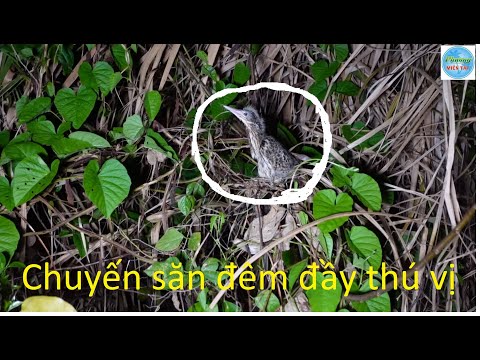 Video 657 | Chuyến săn đêm bắt rắn đầy thú vị | snake - youtube