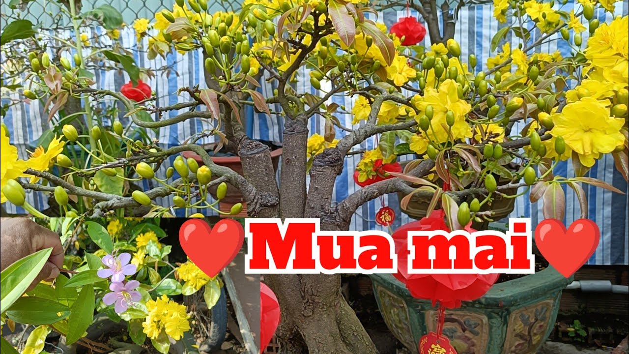 LP682. Xuất hiện tác phẩm 