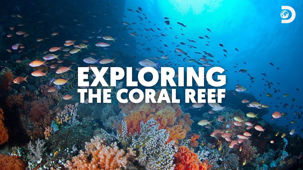 Neither #Rome (nor Coral reefs) were built in a day! | #Coralreefs ...