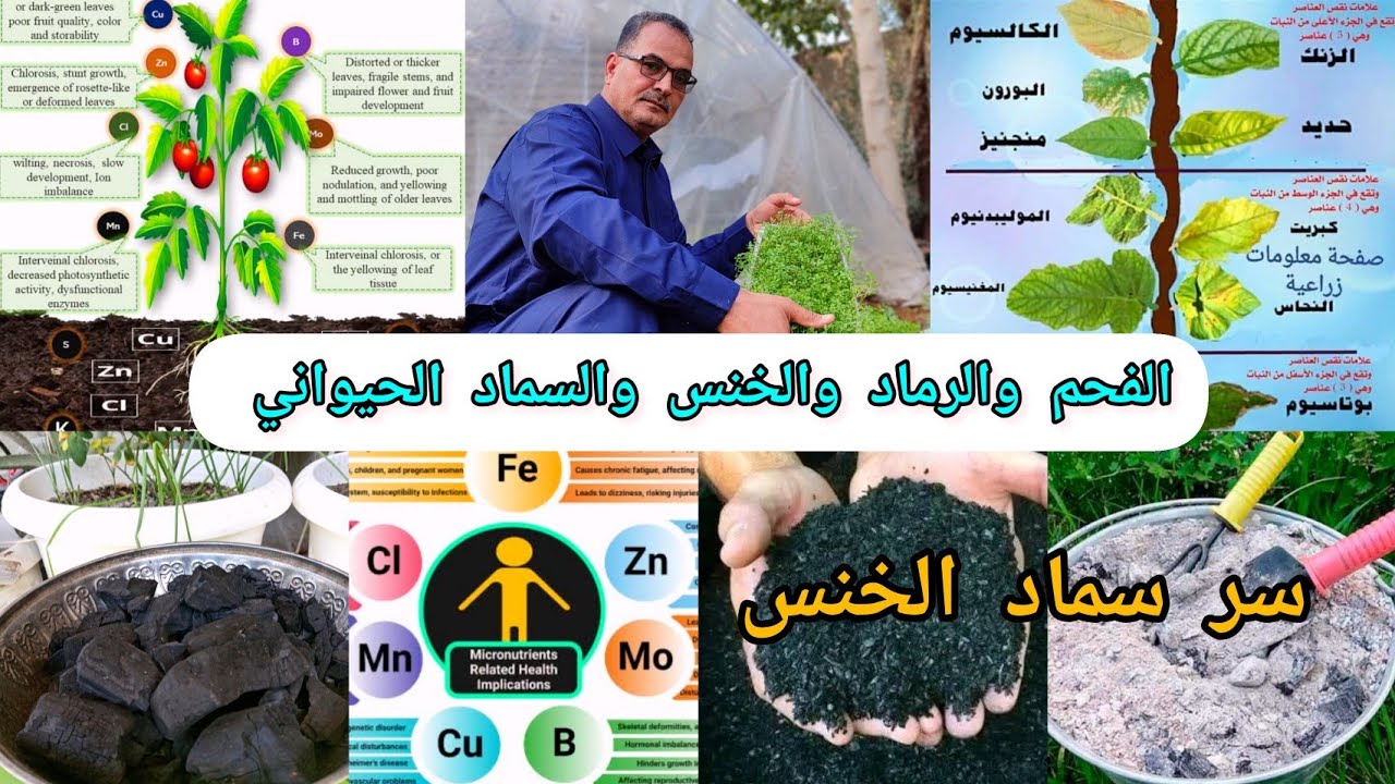 الفحم و الرماد و الخنس والسماد الحيواني العضوي تعرفوا على سر الخنس وعلى فوائد واضرار الأسمدة العضوية