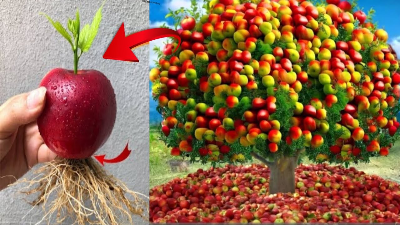 How to grow apple trees from apple fruits /How to grow apple plant from