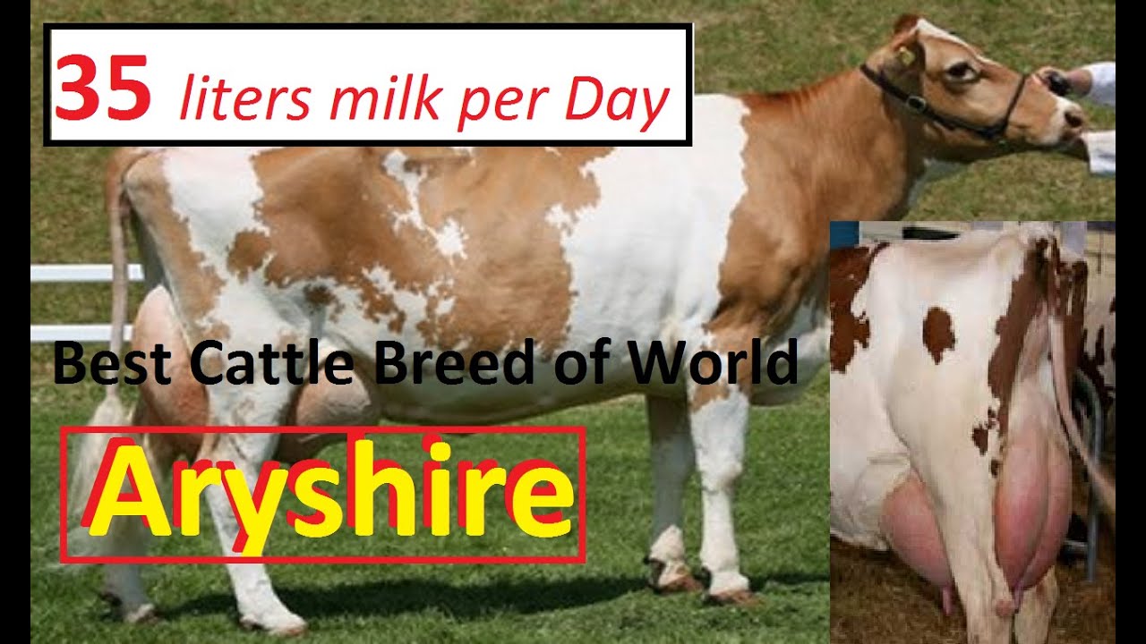 Aryshire Cattle Breed Best Cattle Breed For Milk Production in The World YouTube