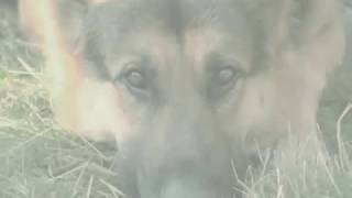 Dog Birth Control Pill - 600 Million Dogs - Join Alex Pacheco!