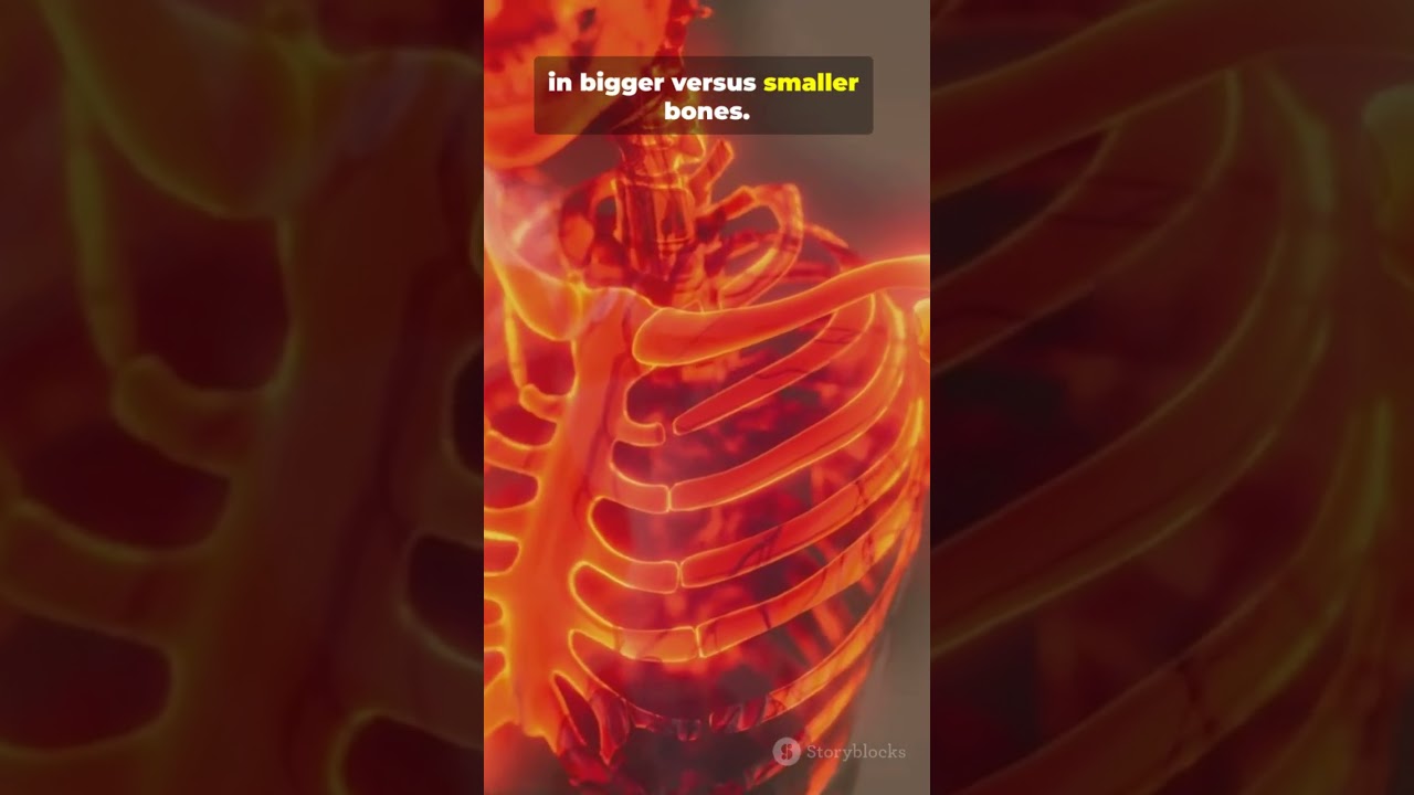 Bone size and sex are key determinants of the longitudinal bone phenotype trajectory in aging males