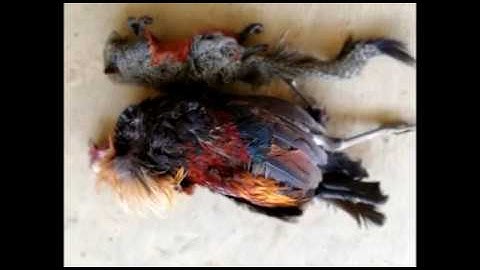 yos hav zoov dib qaib qus 3/20/2018