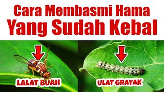 CARA EFEKTIF MEMBASMI HAMA LALAT BUAH & ULAT GRAYAK YANG SUDAH KEBAL