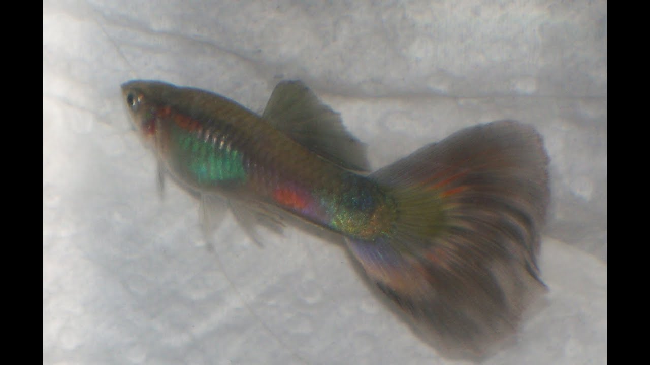 Rainbow Lace Fancy Tail Guppy Breeding Trio Live Fish