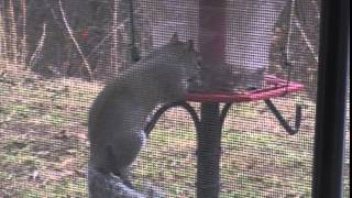 Busted! Paducah KY March/10/2015