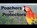 [Audio-Described Version] Poachers and Protectors: The Story of the Scarlet Macaw in Honduras