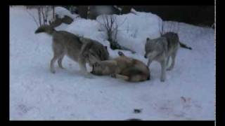 WC Video - 12 February 2010 - Can You Identify the Wolf Behavior