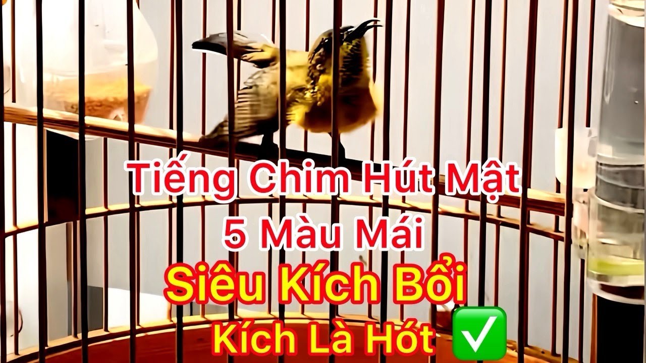 Tiếng Chim Hút Mật 5 Màu Mái Kích Trống - Gọi Bầy Cực Hiệu Quả