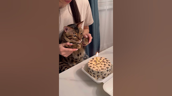 Симбе 2 годика🥳🫶🏼 28/02/2024 #happybirthday #бенгал #кот #мяу