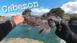 My First Cabezon - Northern California Shores