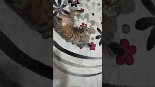 #çılgın poz#kedi#sevgi#shorts#kisavidyo#hayvansevgisi#gör#öneal#beni#gösteröneçıkar🐈🐈‍⬛
