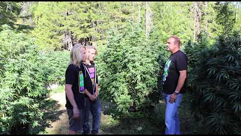 Outdoor Marijuana Water & Feeding Secrets (Candyland Pt 3)