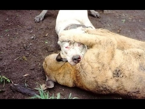 Dogo Argentino Puma Fight - Cougar Baiting!!! - YouTube