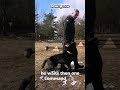 #police #dogtraining #k9 #policedogs
