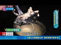 美味鮮甜青蛙湯 滑嫩腿肉似春雞｜三立新聞LIVE