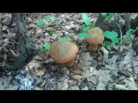 Видео: Поддубовики гъби: описание и приложение