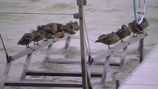 Lake Bellaire-Ducks enjoy perching on the hoist as the others take care of business on shore-8/14/23