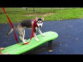 Sasha Got Spayed/ Petco Training/ Puppy at the Playground Sasha Got Spayed/ Petco Training/ Puppy at the Playground