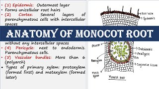 Anatomy of monocot root